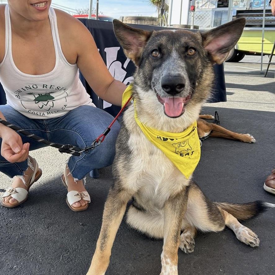 Enlarge Hazel, a Adopted mixed breed in Huntington Beach, CA image 4/5