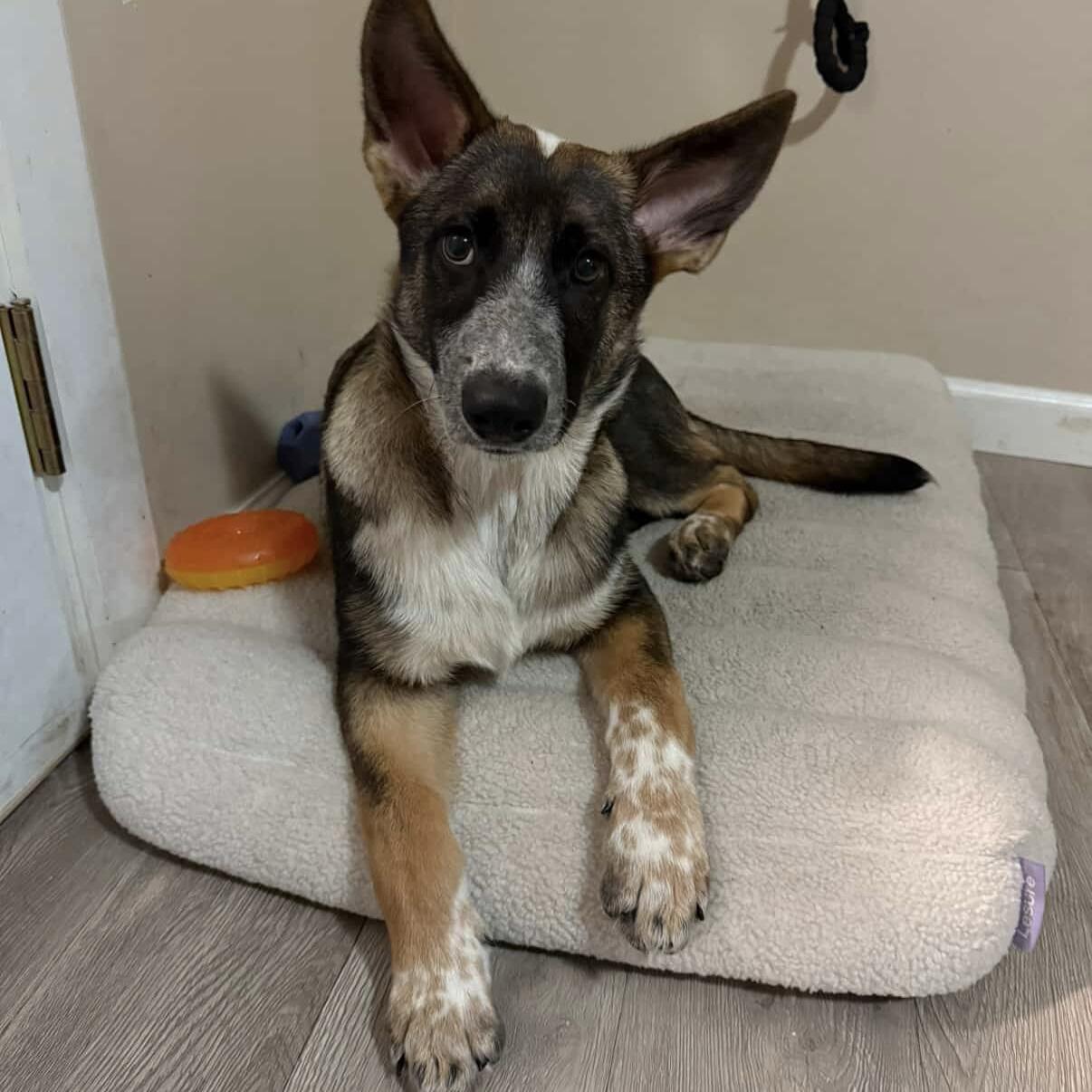 Hazel, Adoptable, Puppy Female Cattle Dog & Shepherd.