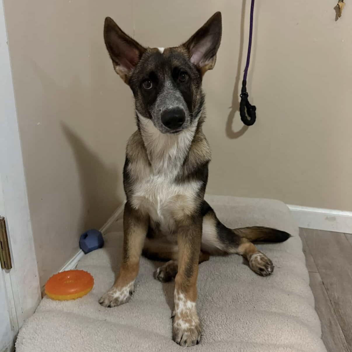 Enlarge Hazel, a Adoptable mixed breed in Huntington Beach, CA image 6/6