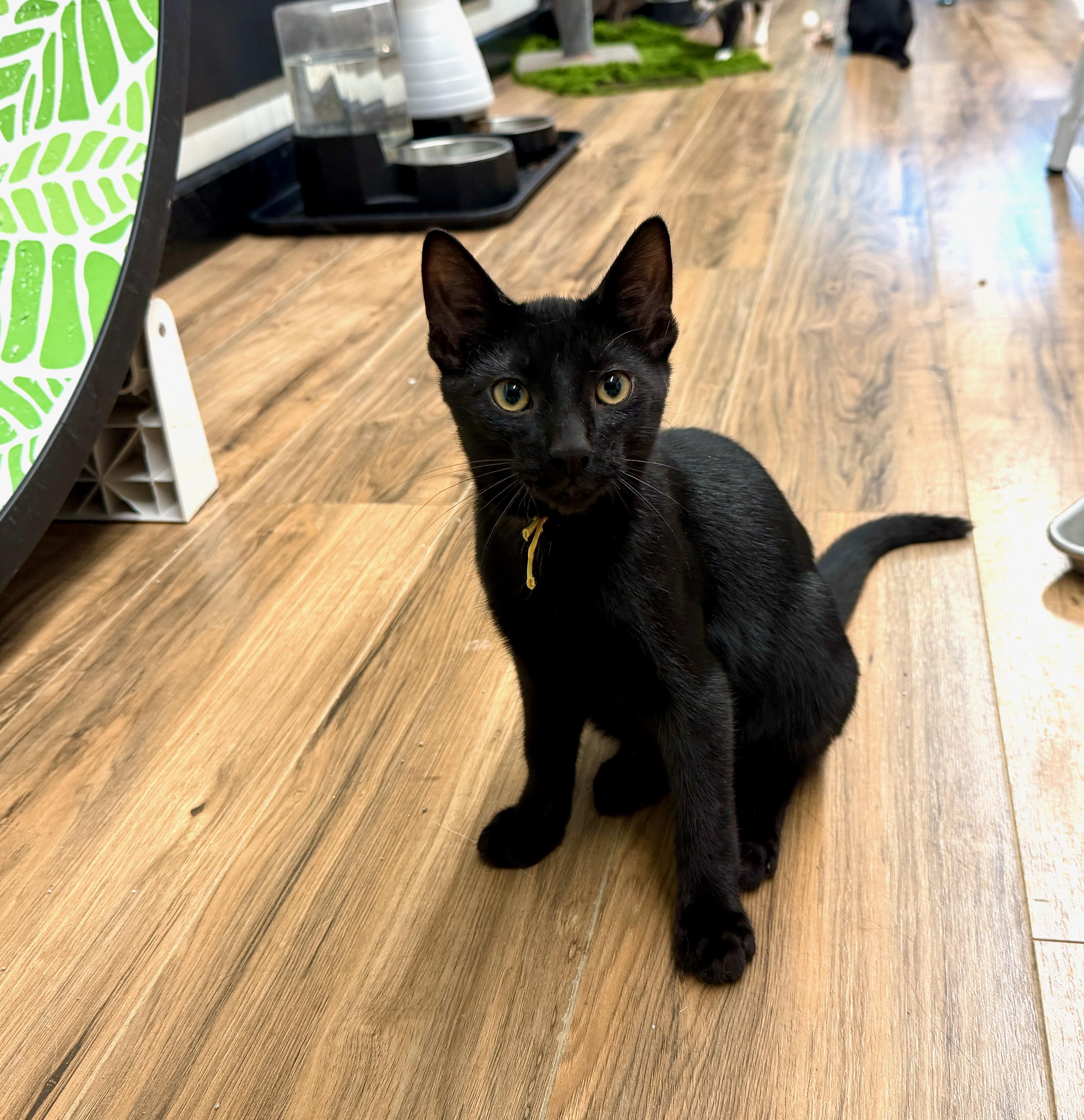 Badger, Adoptable, Young Male Domestic Short Hair.
