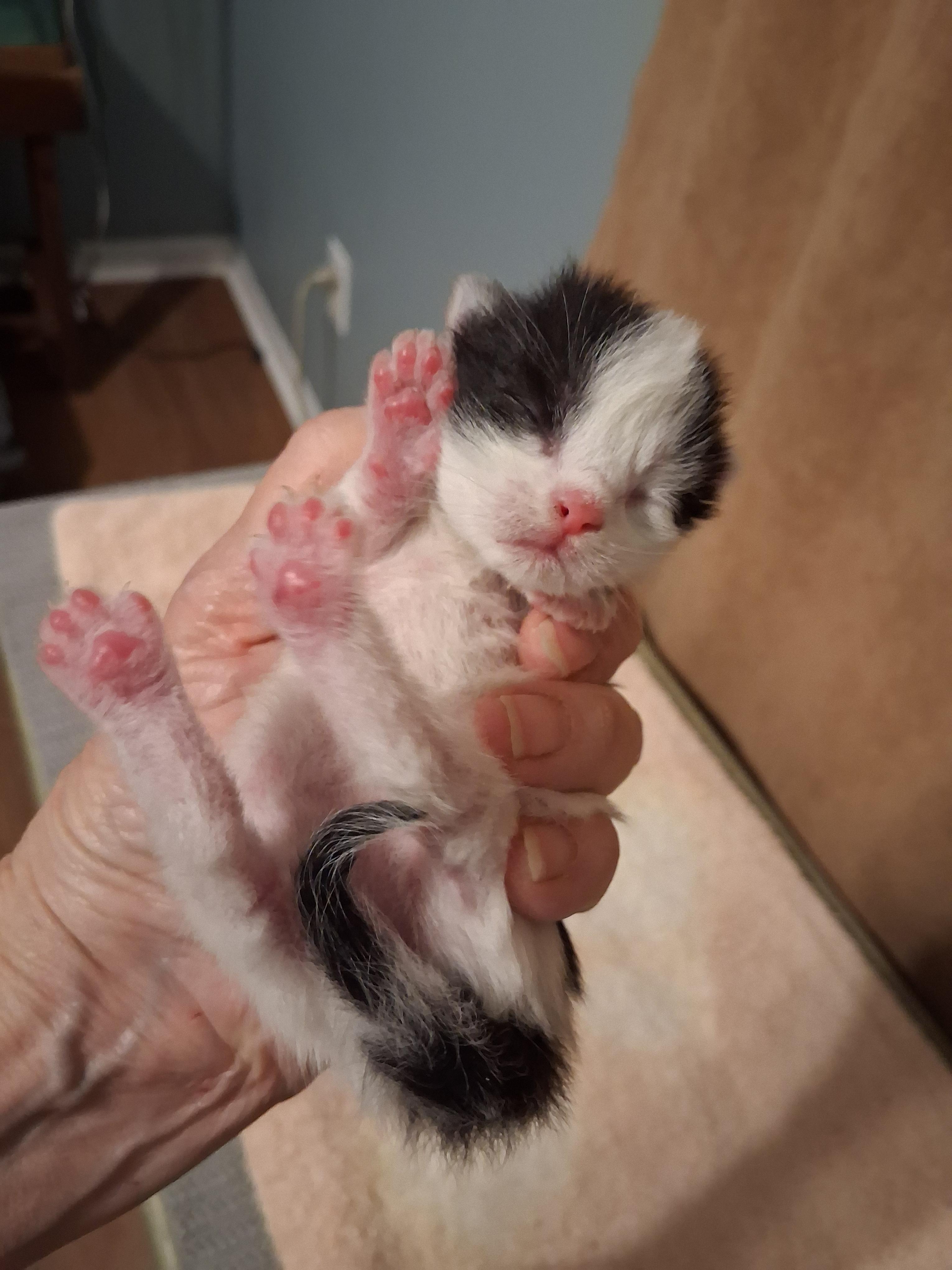 Enlarge BW bicolor female kitten, a ADOPTABLE Domestic Short Hair in Greensboro, NC image 1/2