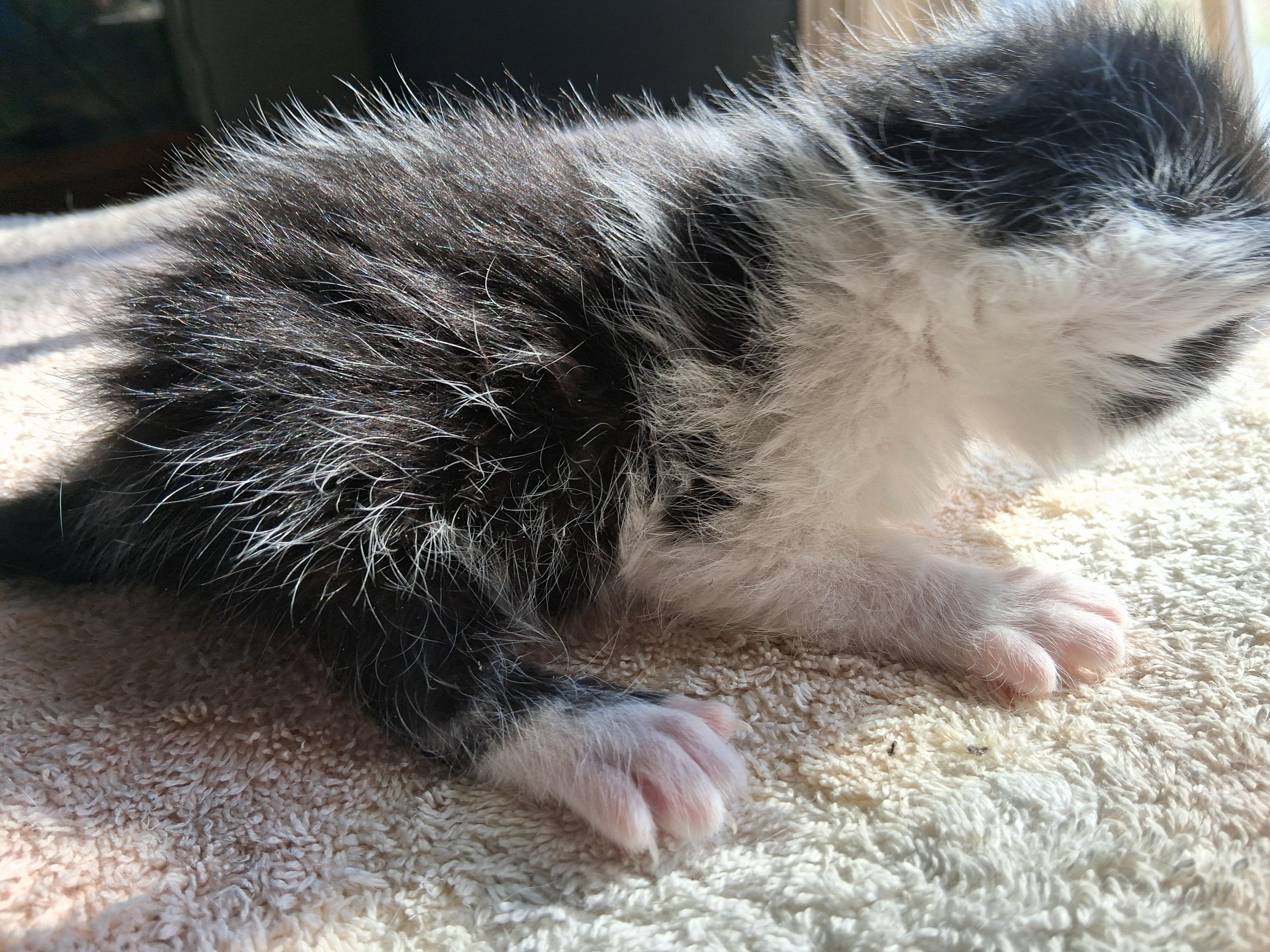 BW bicolor female kitten, ADOPTABLE, Kitten Female Domestic Short Hair.