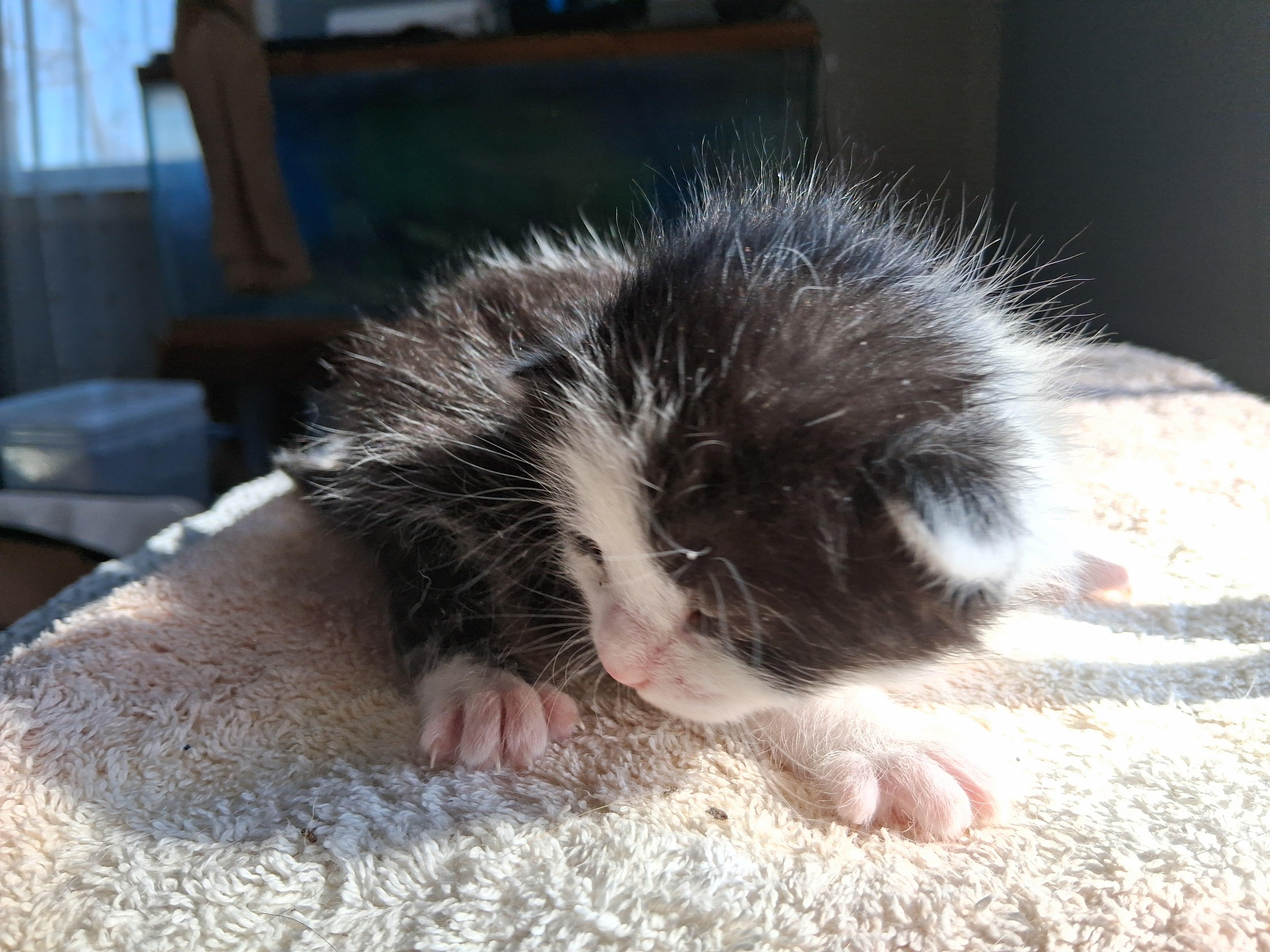 Enlarge BW bicolor female kitten, a ADOPTABLE Domestic Short Hair in Greensboro, NC image 2/4