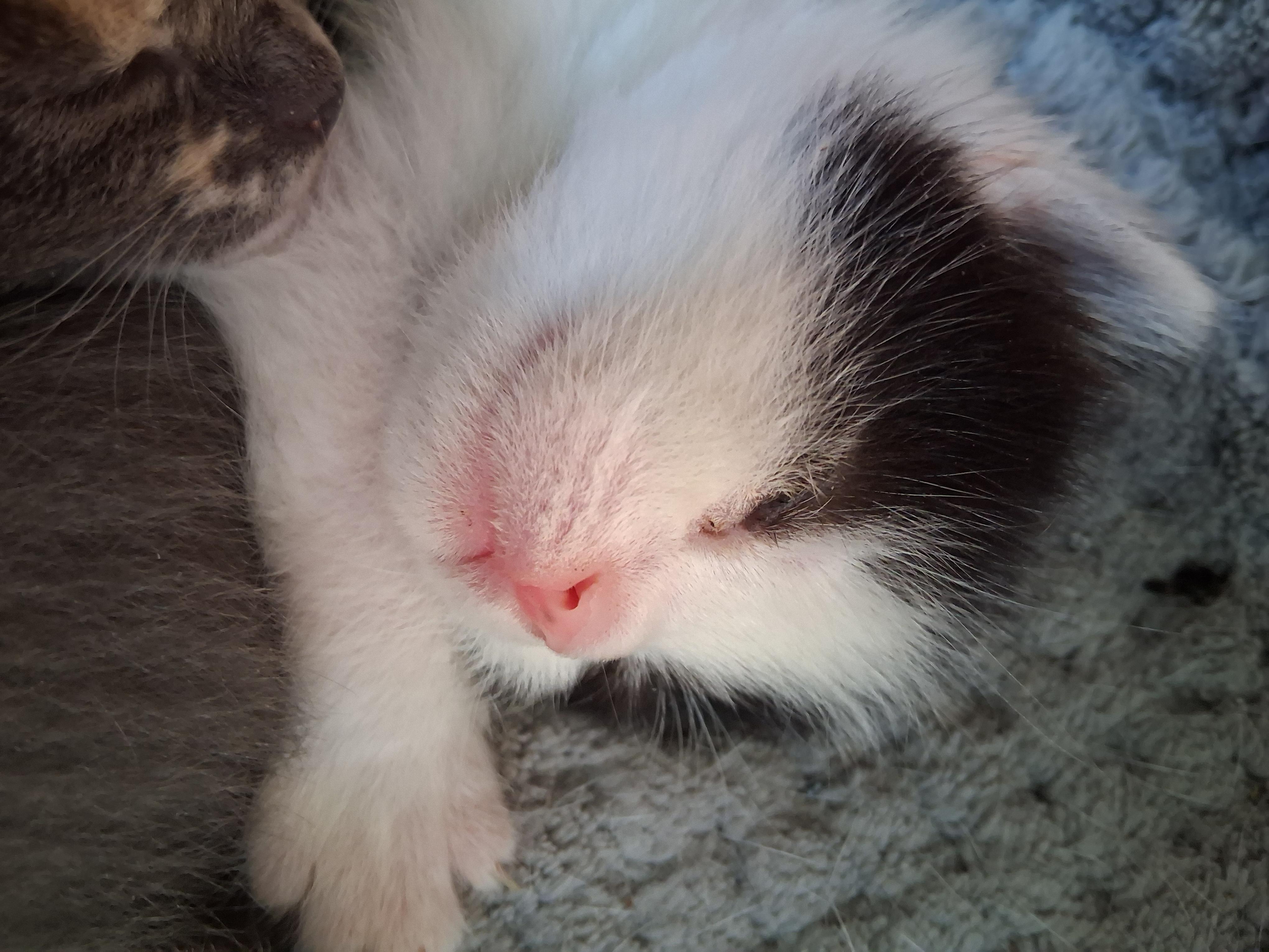 Enlarge BW bicolor female kitten, a ADOPTABLE Domestic Short Hair in Greensboro, NC image 3/4