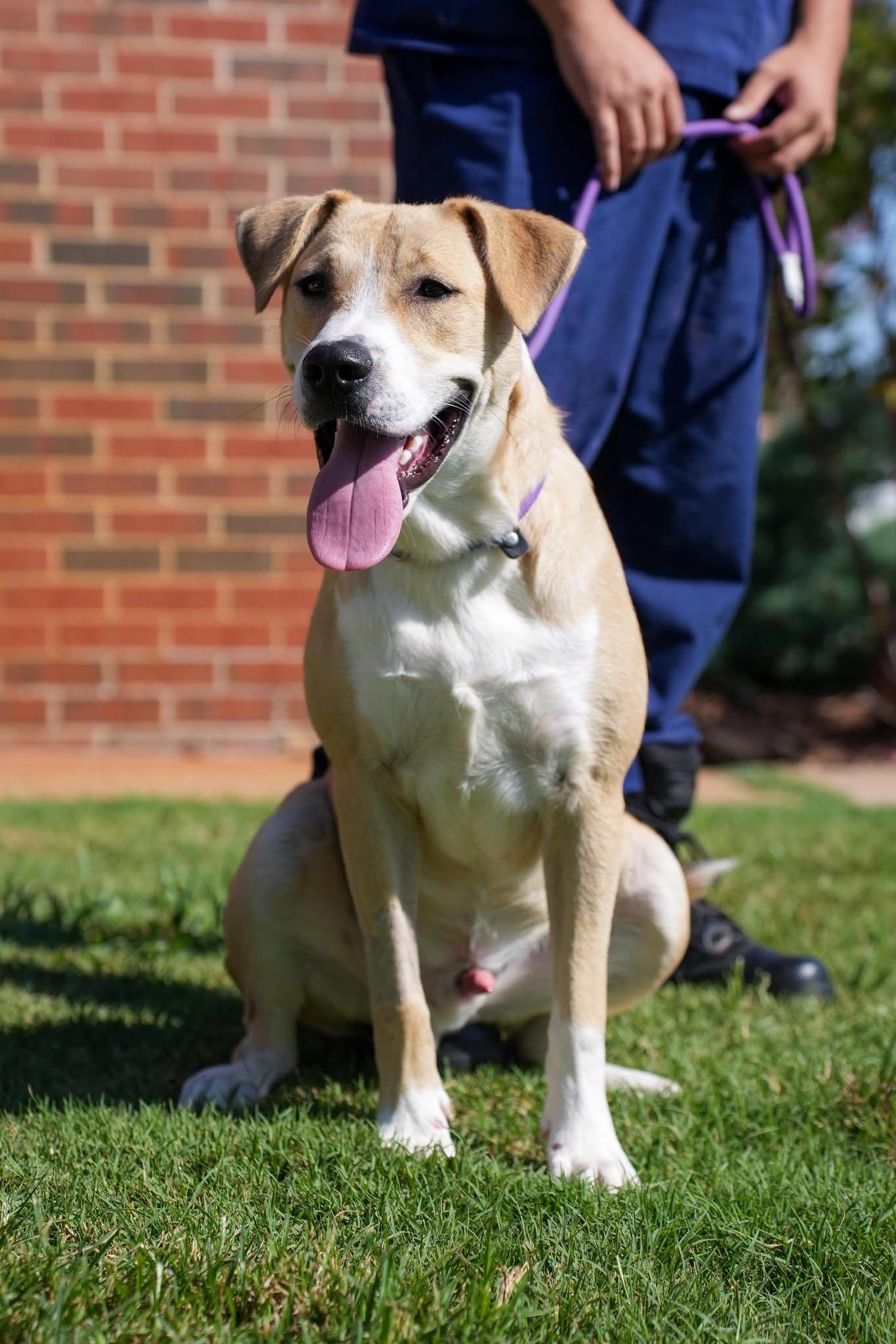 Cheddar, Adopted, Adult Male Labrador Retriever.