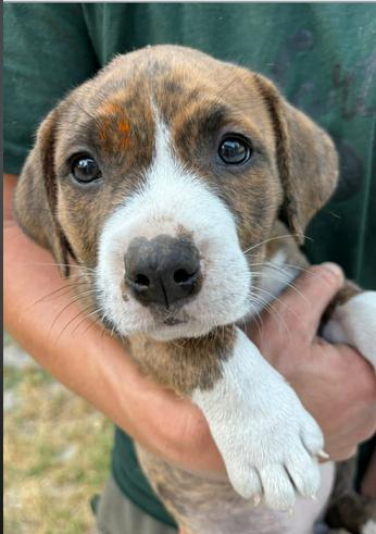 Lana, Adoptable, Puppy Female Mixed Breed.
