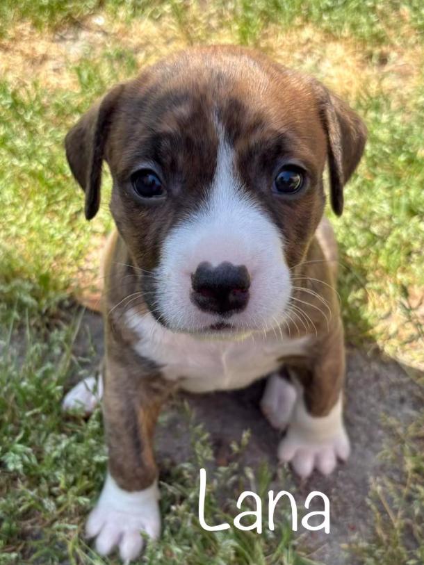 Enlarge Lana, a Adoptable mixed breed in Eutawville, SC image 2/5