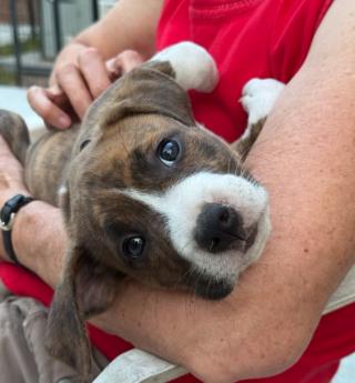 Enlarge Lana, a Adoptable mixed breed in Eutawville, SC image 1/6