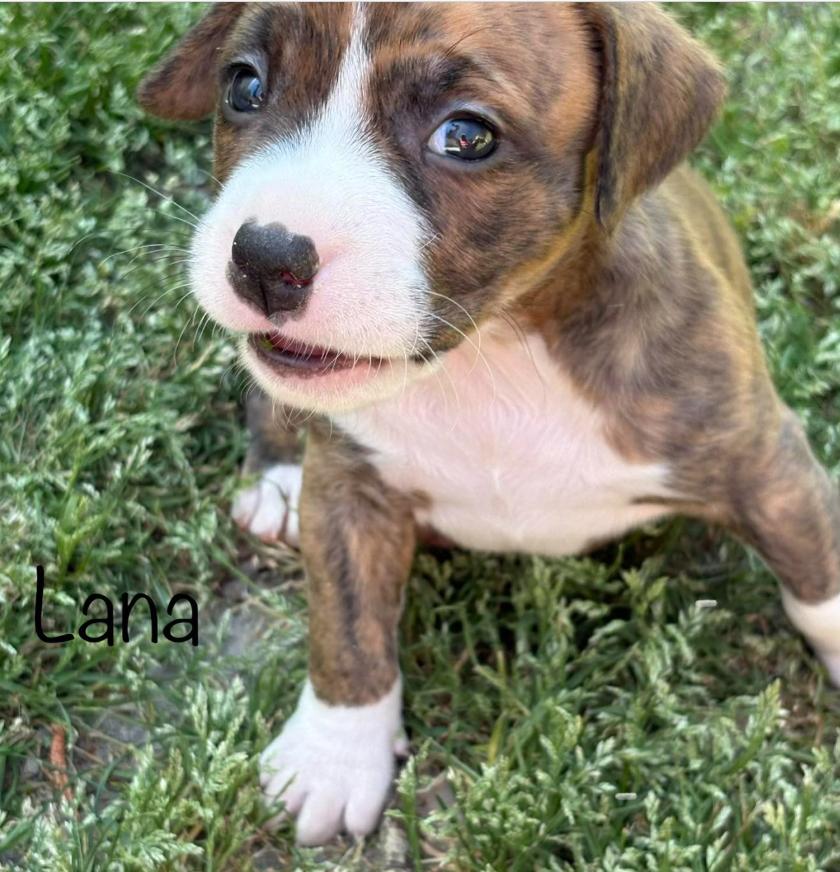 Enlarge Lana, a Adoptable mixed breed in Eutawville, SC image 4/5