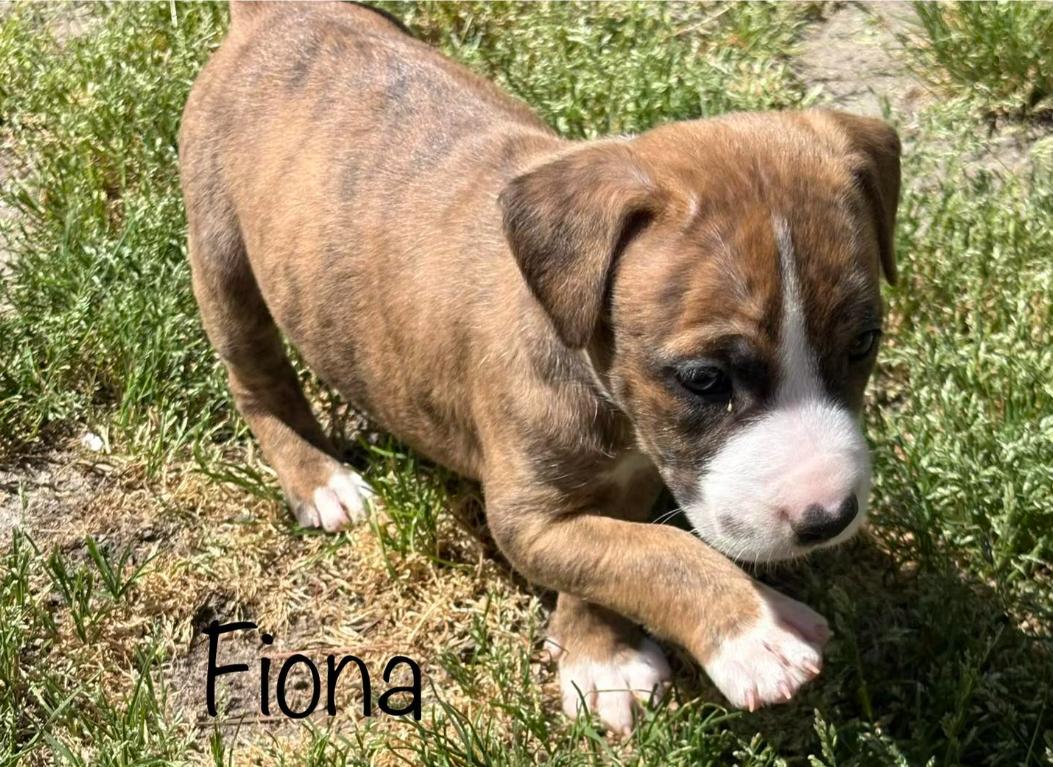 Enlarge Lana, a Adoptable mixed breed in Eutawville, SC image 5/5