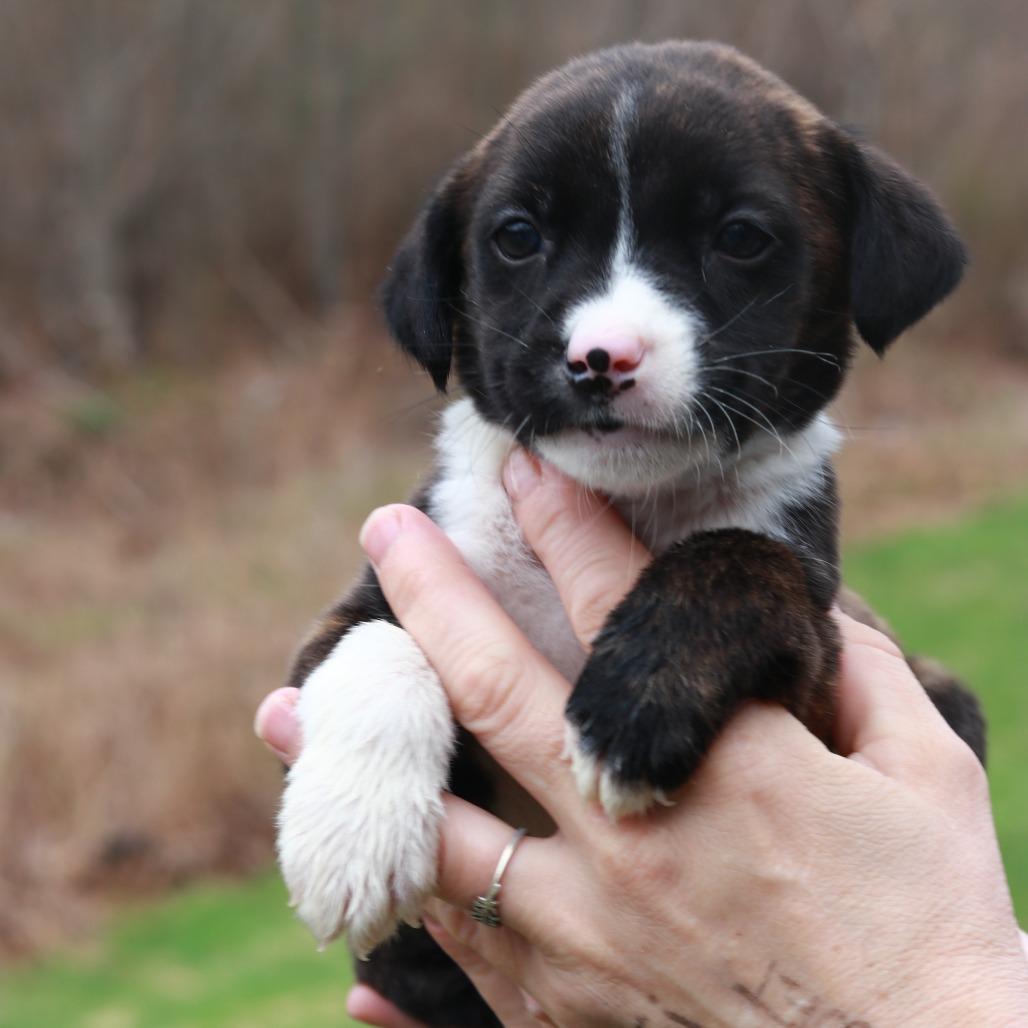 Enlarge CT Pontiac, a Adoptable mixed breed in Eastford, CT image 1/3
