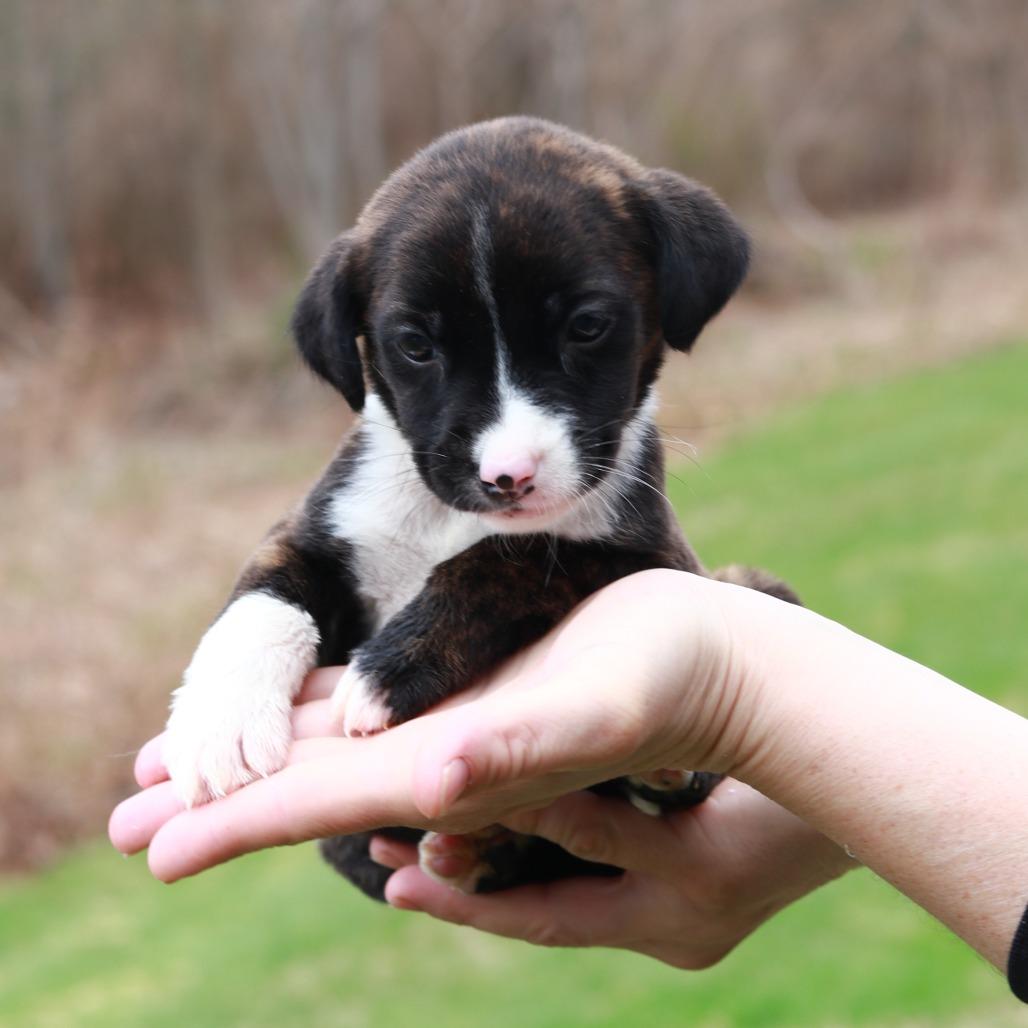 Enlarge CT Pontiac, a Adoptable mixed breed in Eastford, CT image 2/3