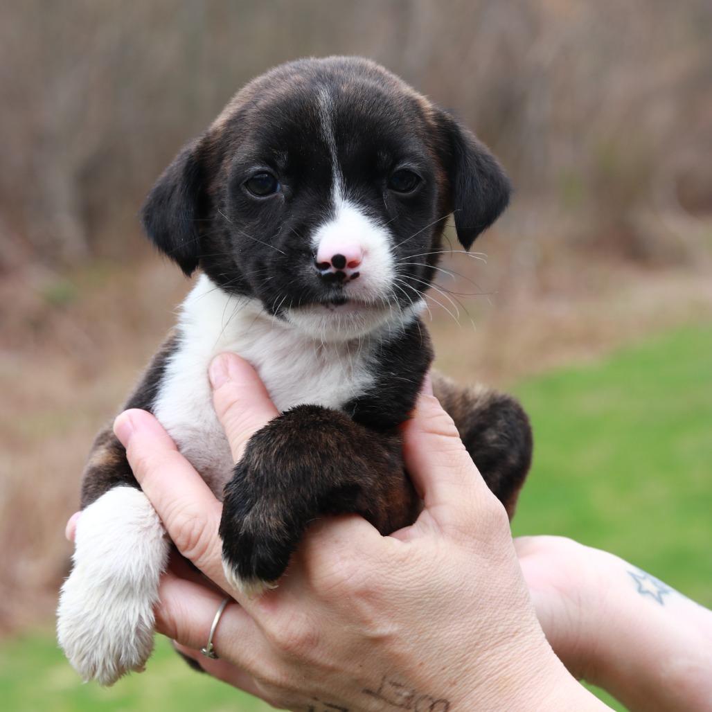 Enlarge CT Pontiac, a Adoptable mixed breed in Eastford, CT image 3/3