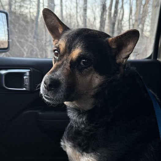 Enlarge Princess, an adopted mixed breed in Holly, MI image 1/1