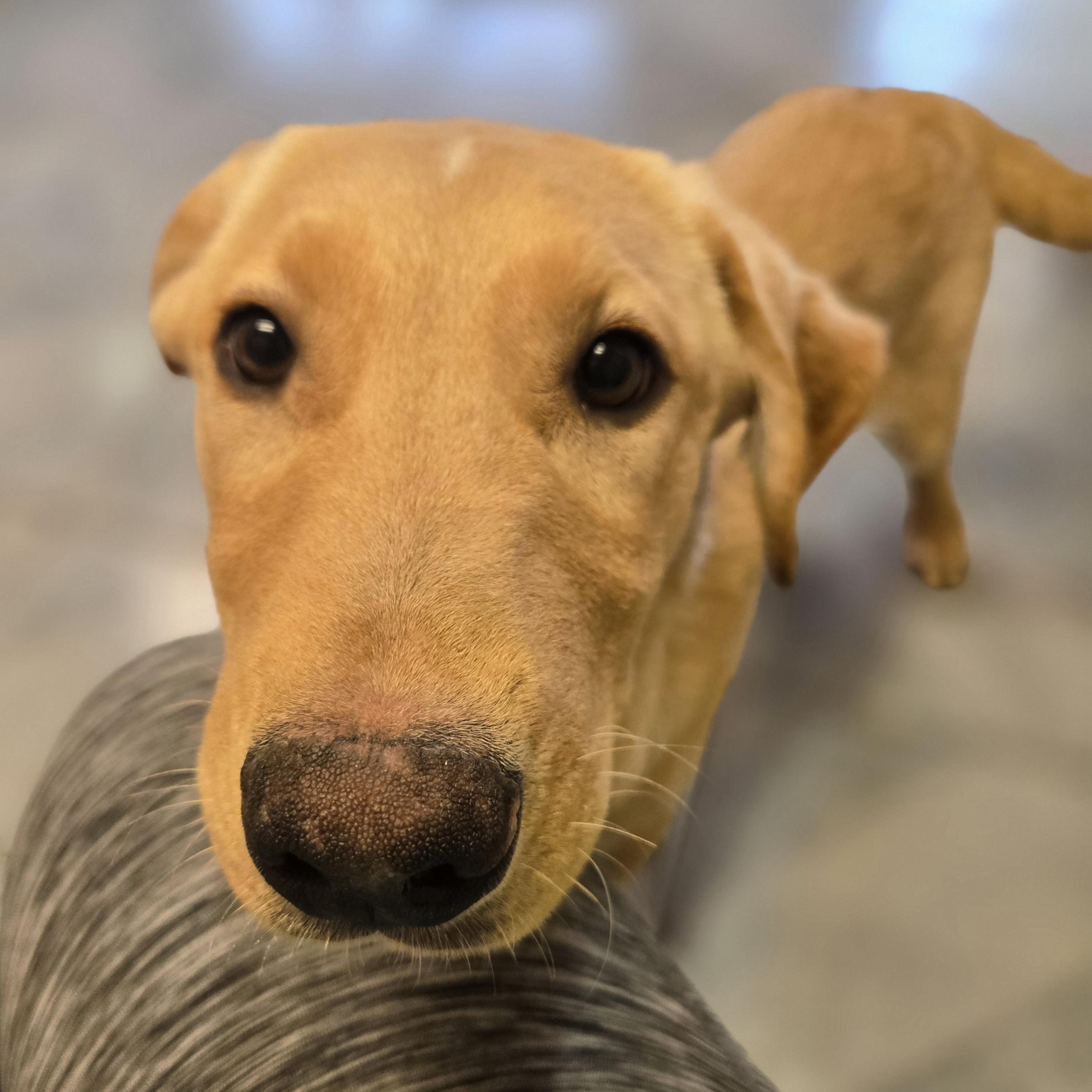 Ferb, an adopted mixed breed in Normal, IL image 6/6