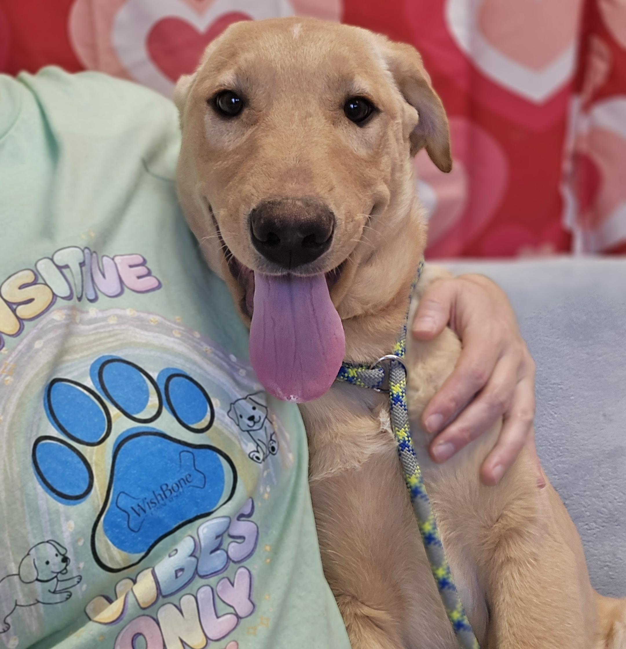 Ferb, an adopted mixed breed in Normal, IL image 3/6