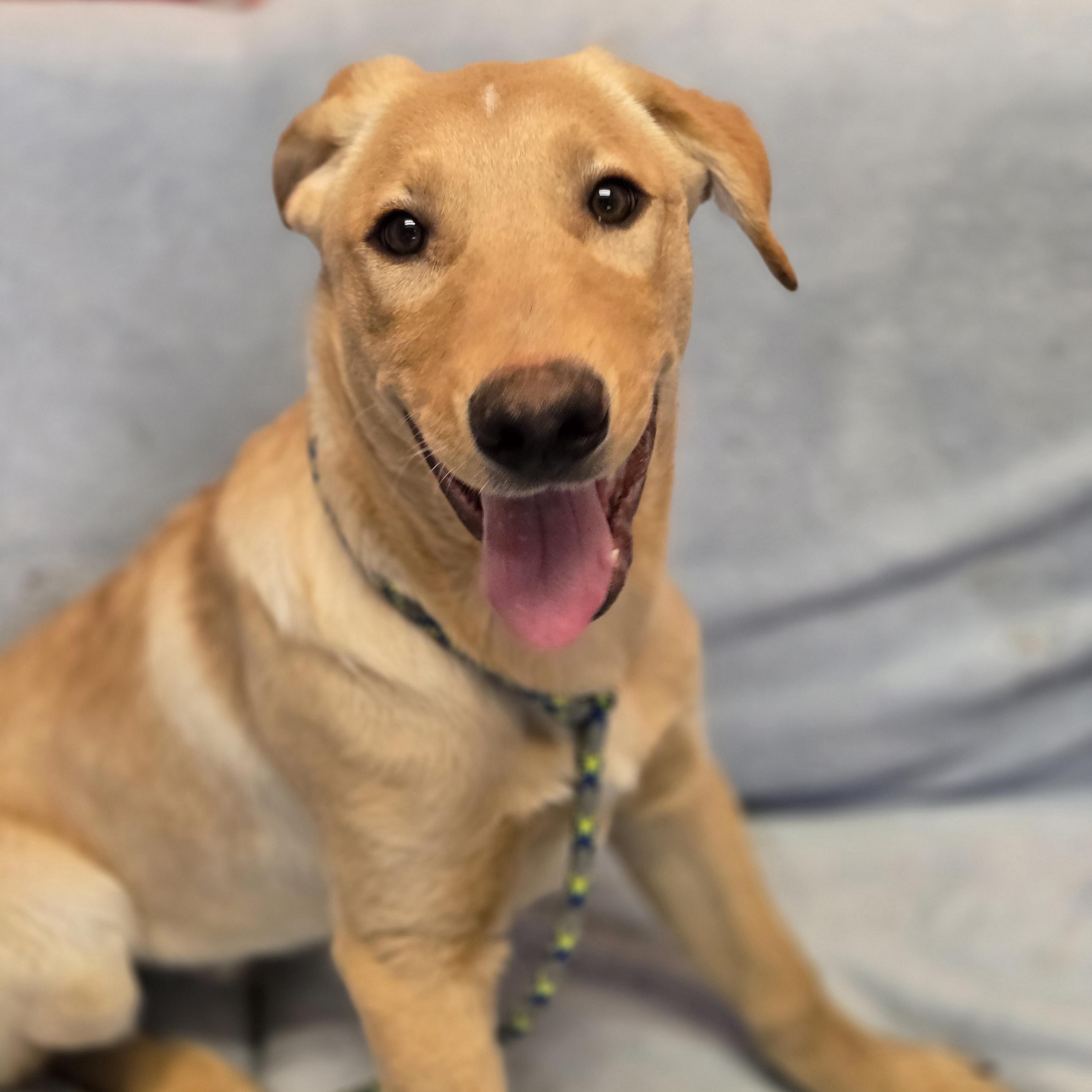 Ferb, an adopted mixed breed in Normal, IL image 2/6