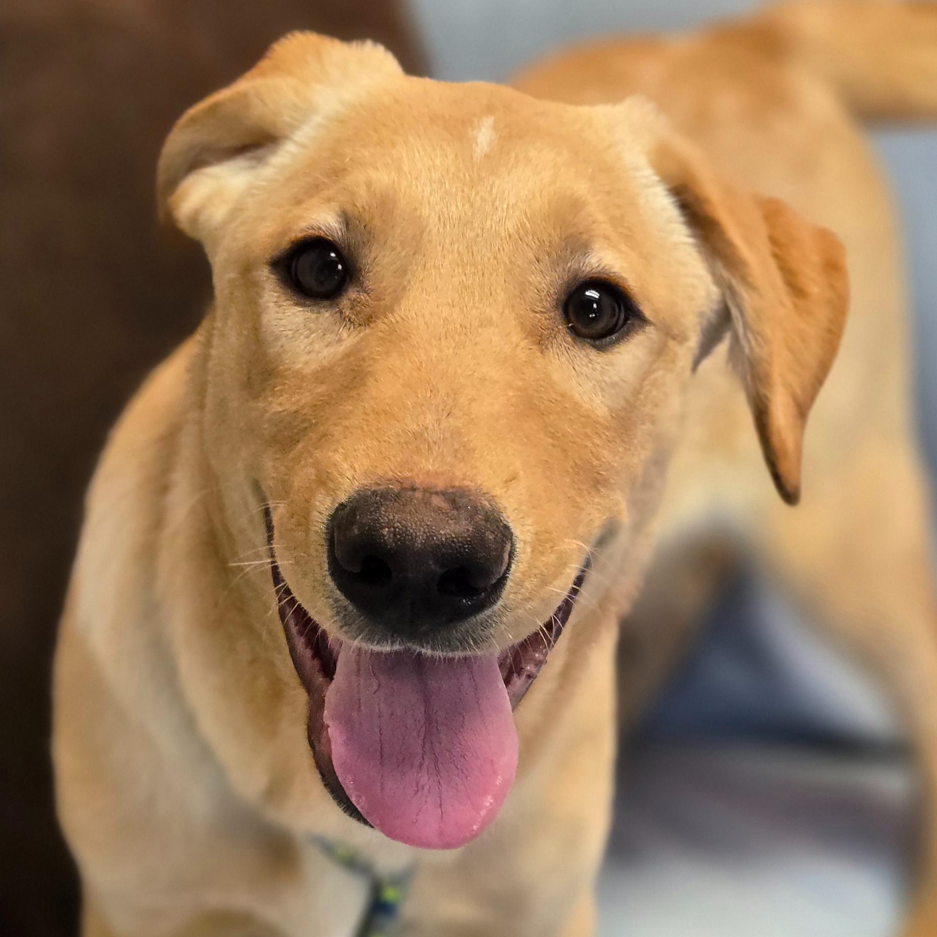 Ferb, adopted, Young Male Labrador Retriever.