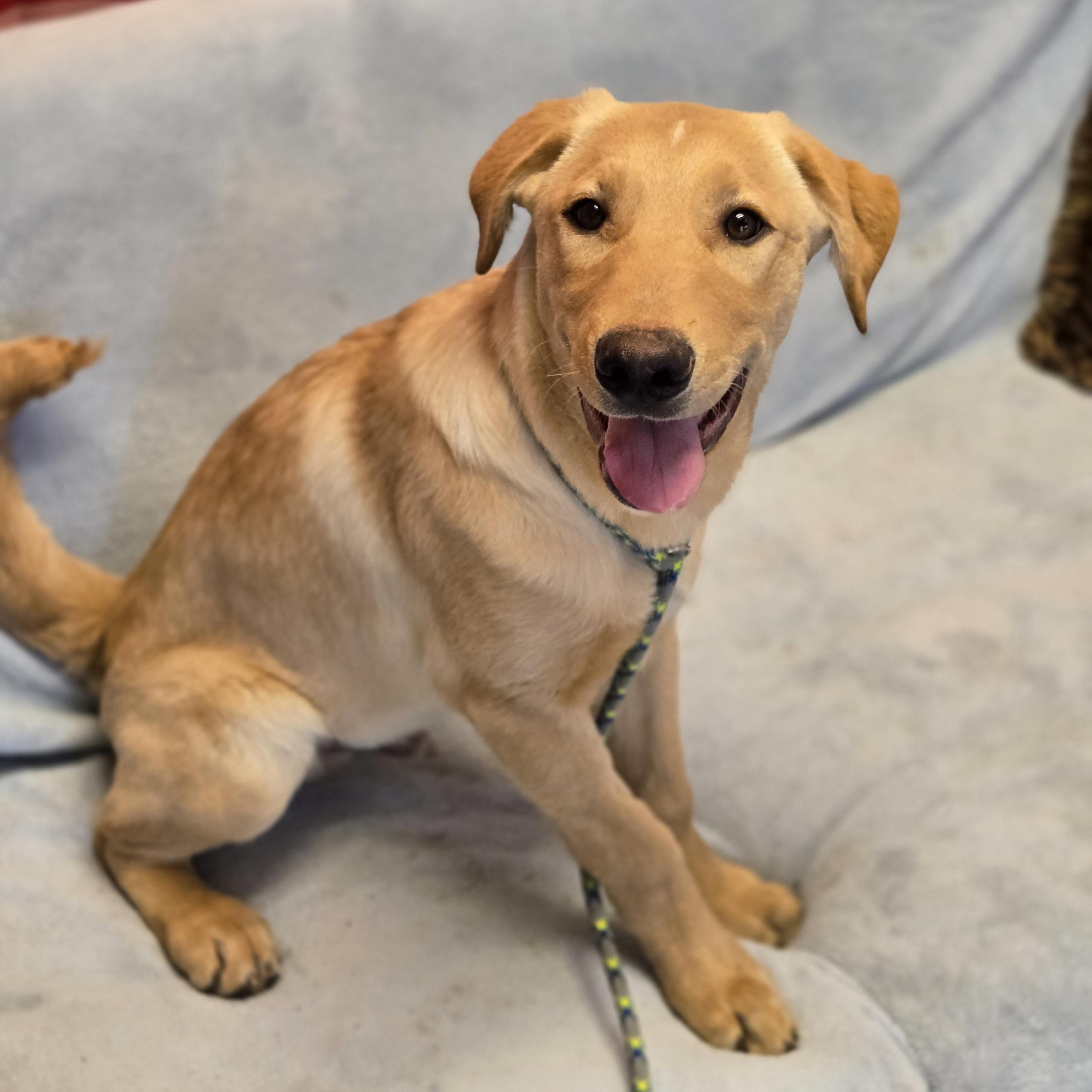 Ferb, an adopted mixed breed in Normal, IL image 5/6