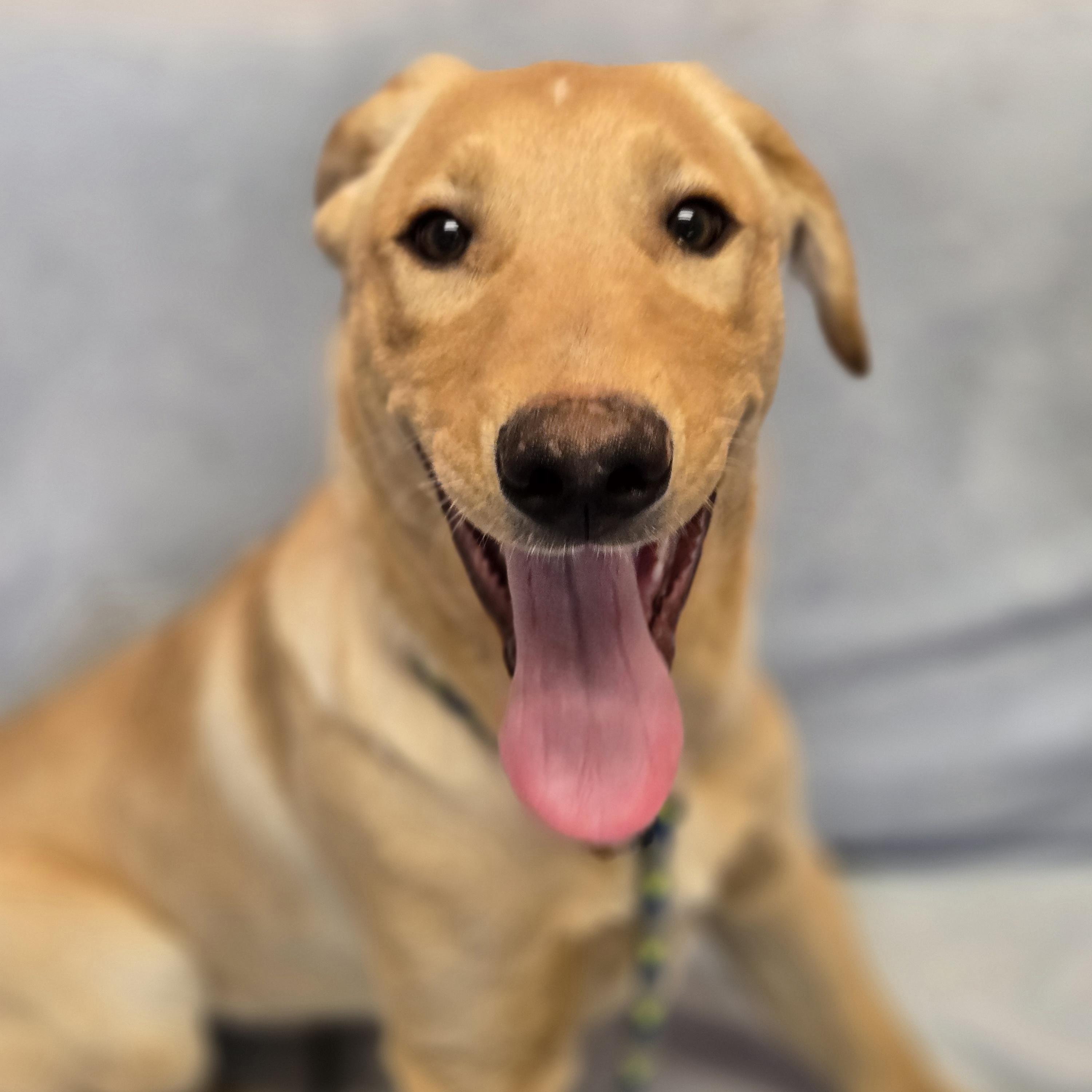 Ferb, an adopted mixed breed in Normal, IL image 4/6