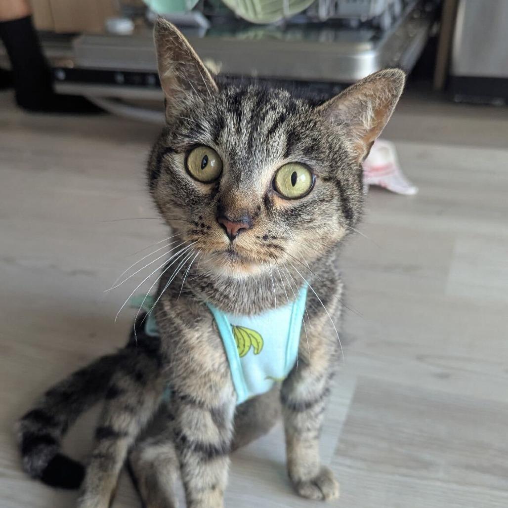 Mitchu — thumbnail 3