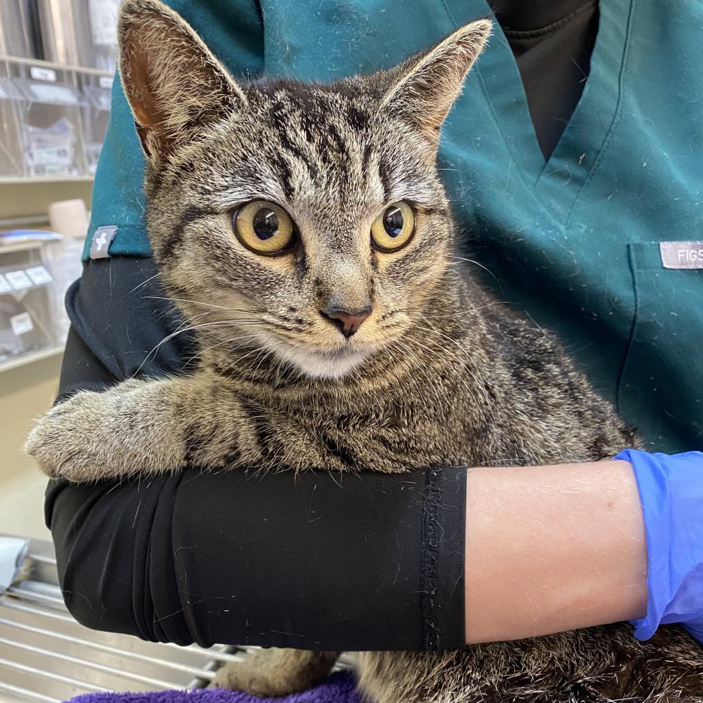 Mitchu — thumbnail 4