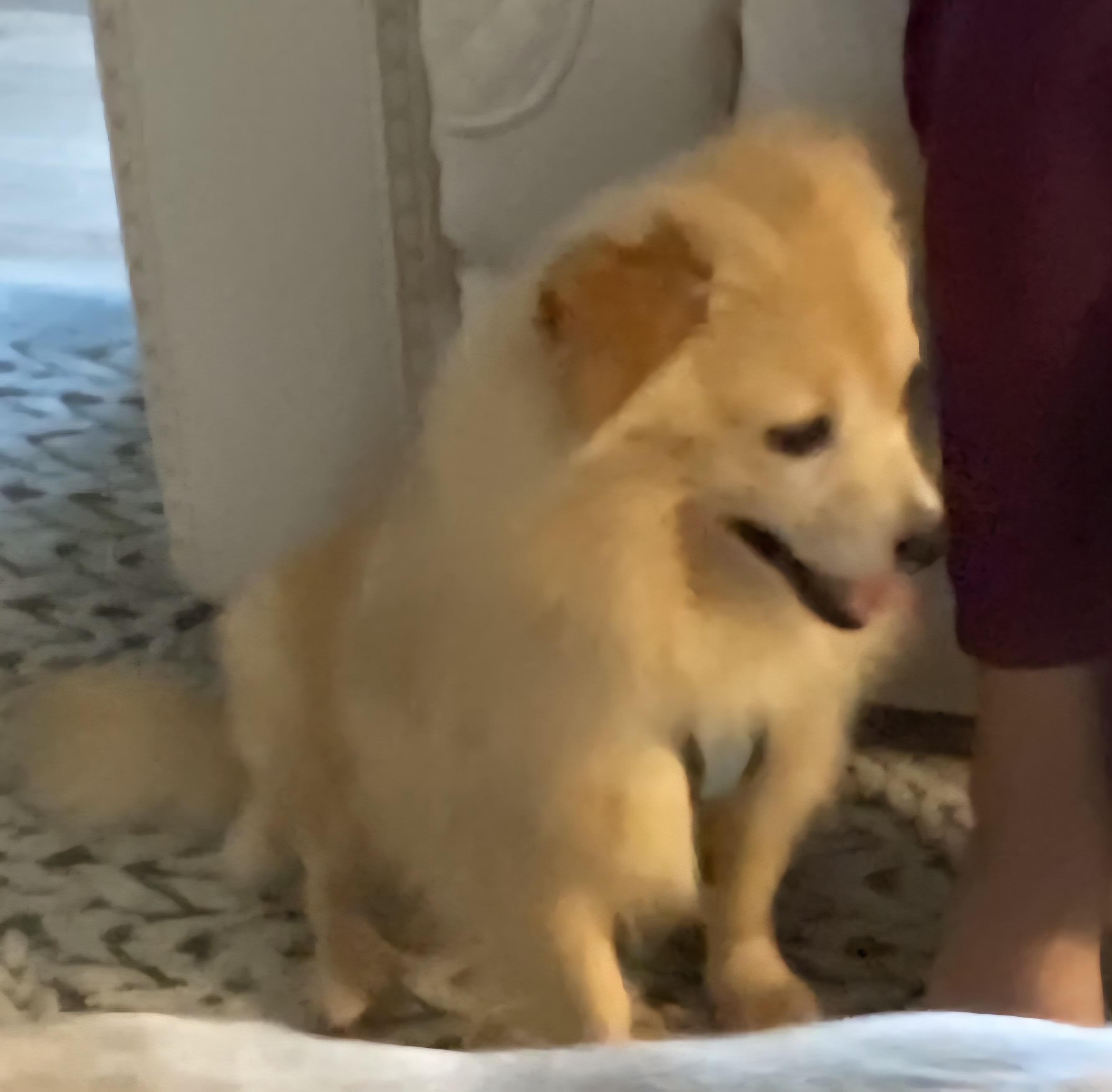 Moe, a Adoptable Pomeranian in Maumee, OH image 1/3