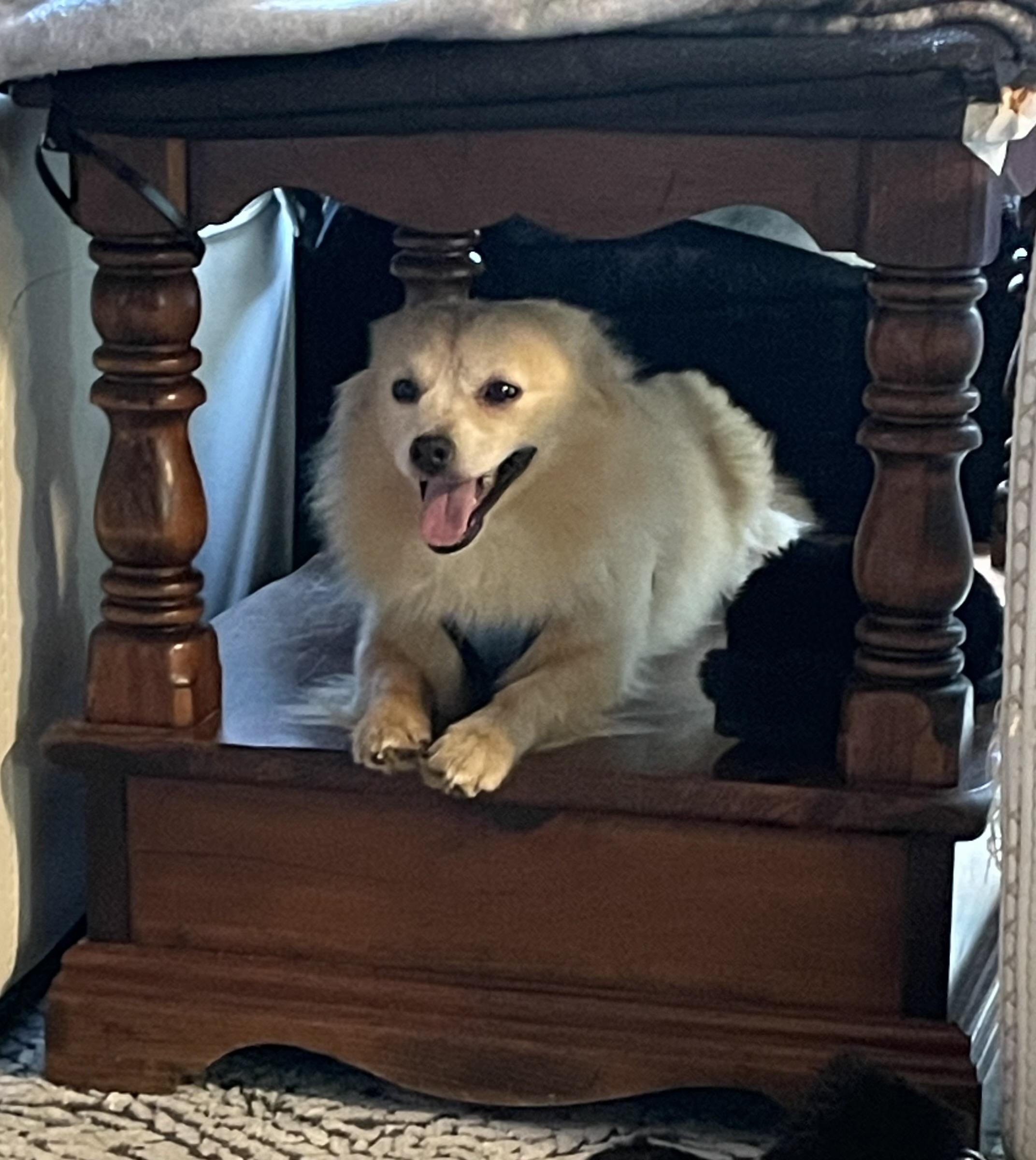 Moe, a Adoptable Pomeranian in Maumee, OH image 2/3