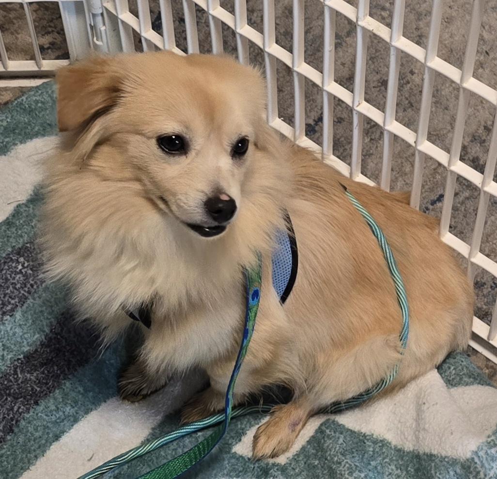Moe, a Adoptable Pomeranian in Maumee, OH image 3/3