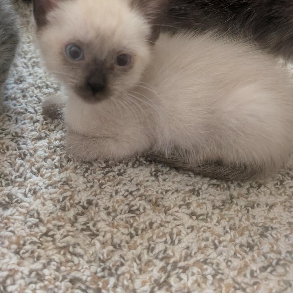 Bitty, Adoptable, Kitten Female Siamese.