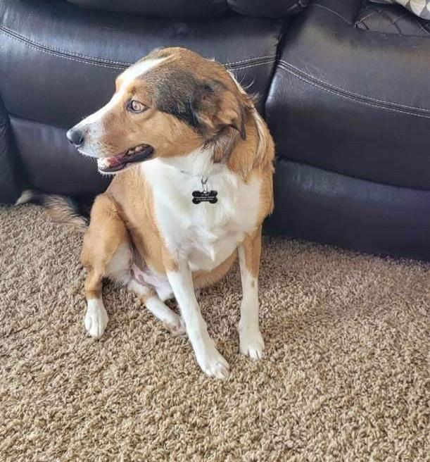 Comet AKA Hank, Adoptable, Adult Male Australian Shepherd & Mixed Breed.