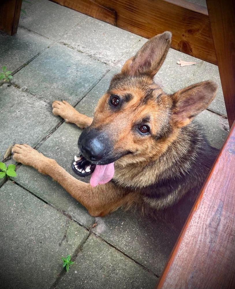 Trot, Adopted, Adult Female German Shepherd Dog.