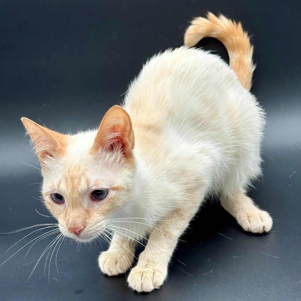 Enlarge Samantha, a Adoptable Siamese in Los Angeles, CA image 1/4