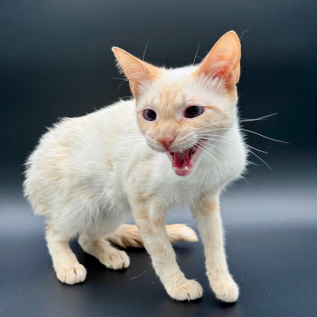 Enlarge Samantha, a Adoptable Siamese in Los Angeles, CA image 2/4
