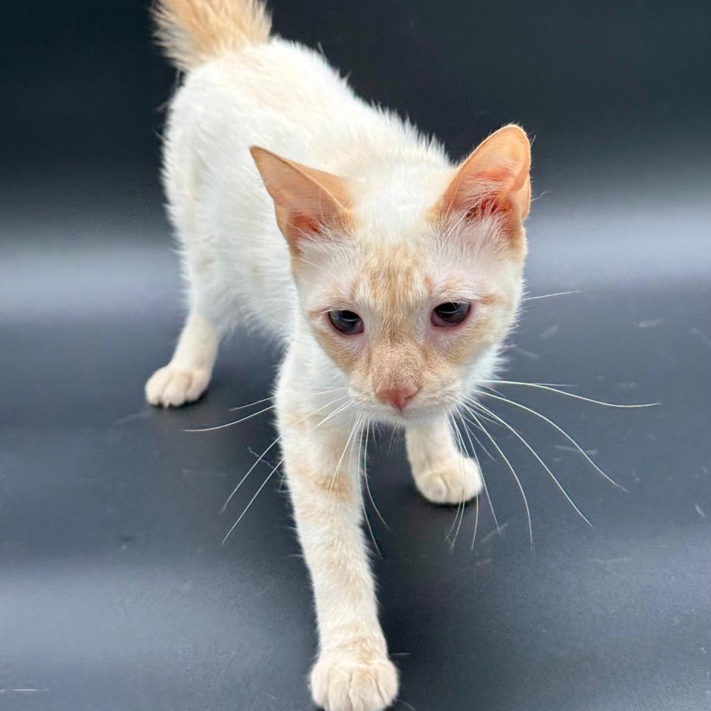 Enlarge Samantha, a Adoptable Siamese in Los Angeles, CA image 3/4