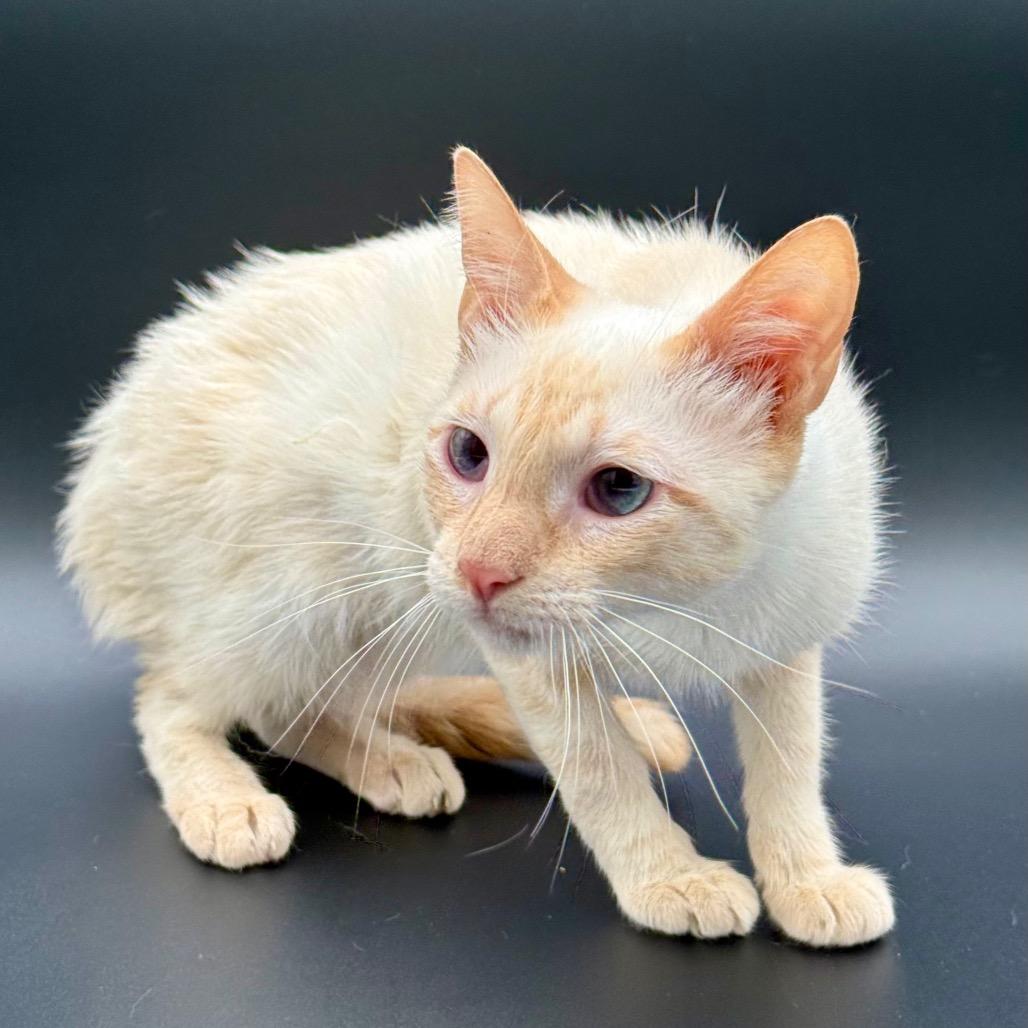 Enlarge Samantha, a Adoptable Siamese in Los Angeles, CA image 4/4