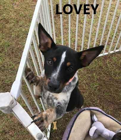 Enlarge Lovey, an adopted mixed breed in Washington, GA image 1/3