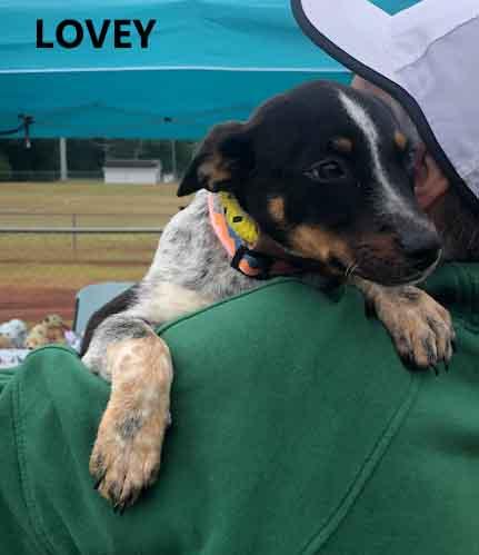 Enlarge Lovey, an adopted mixed breed in Washington, GA image 2/3