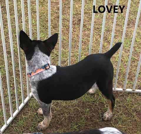 Enlarge Lovey, an adopted mixed breed in Washington, GA image 3/3