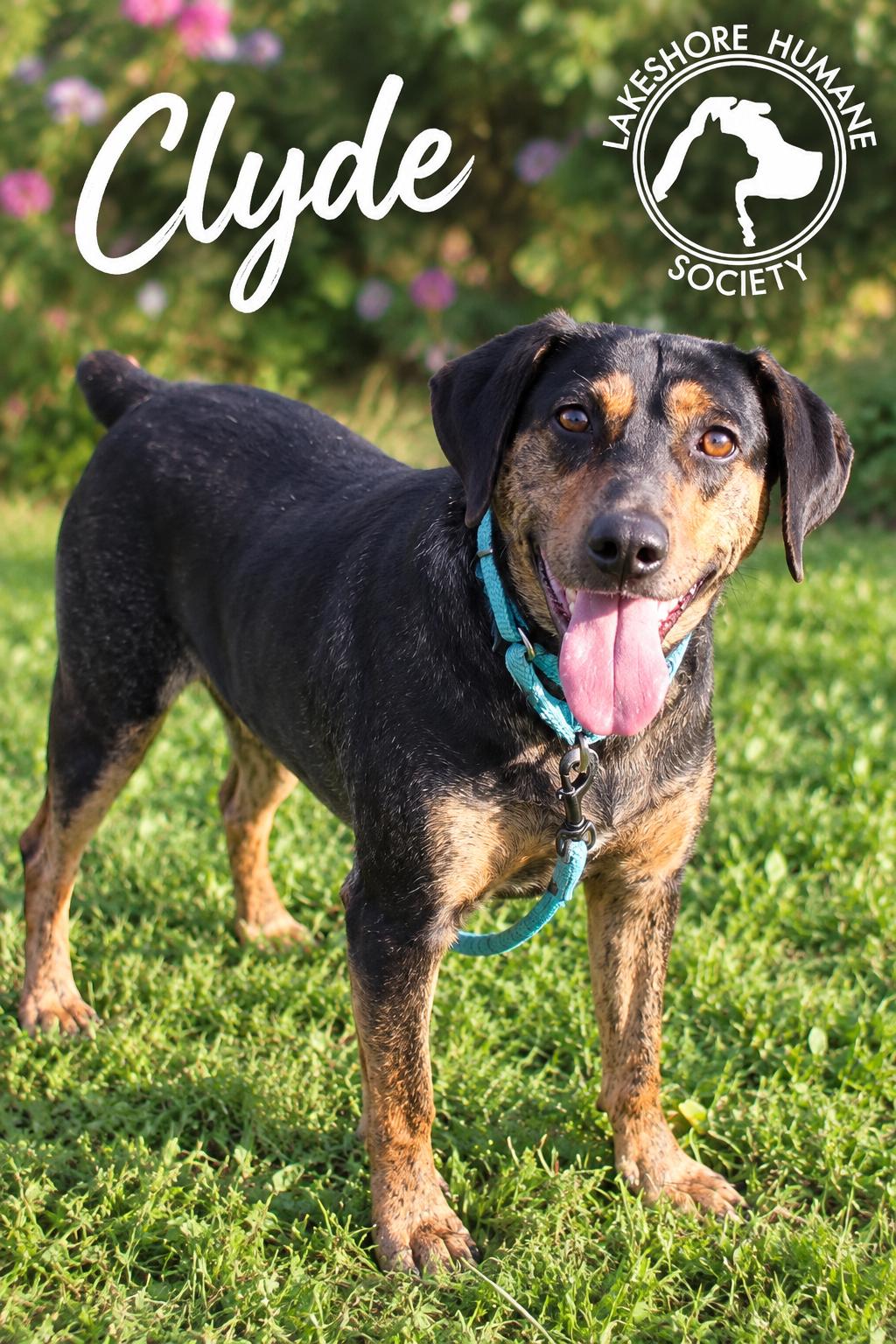Enlarge Clyde, a Adoptable mixed breed in Dunkirk, NY image 1/1