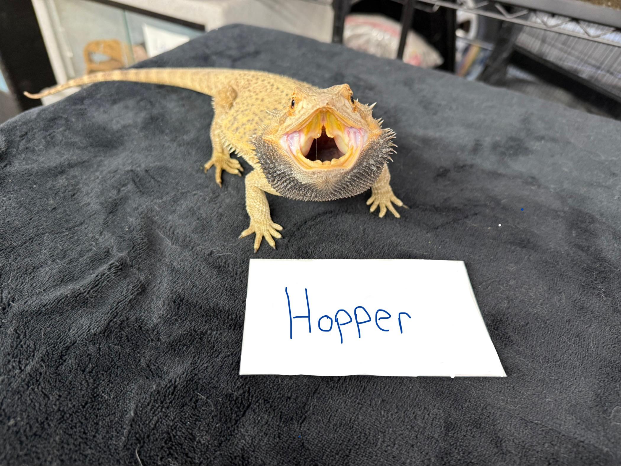 Hopper photo 1