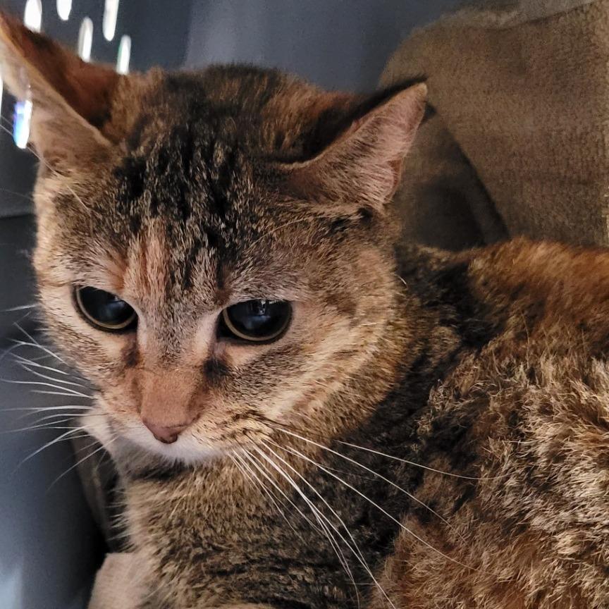 Patty, Adoptable, Young Female Domestic Short Hair.