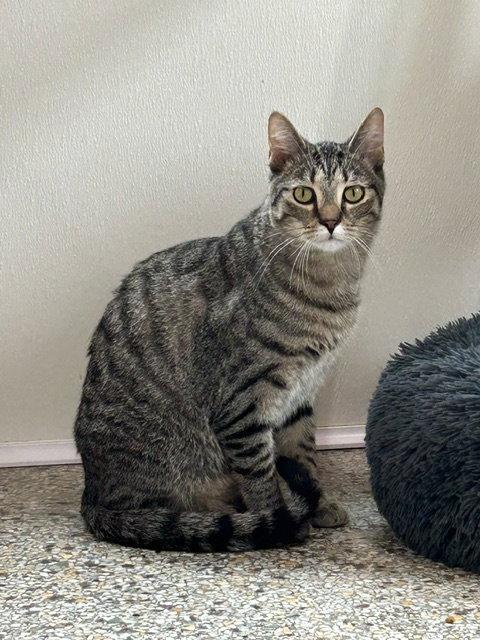 Enlarge Simon (bonded with Sally), a Adoptable mixed breed in Williamsburg, IA image 3/3