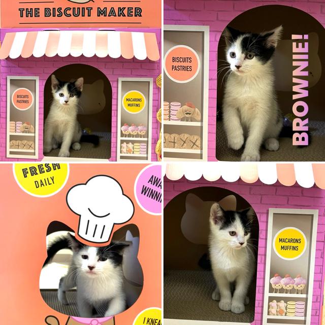 Brownie, Baby Male Domestic Short Hair