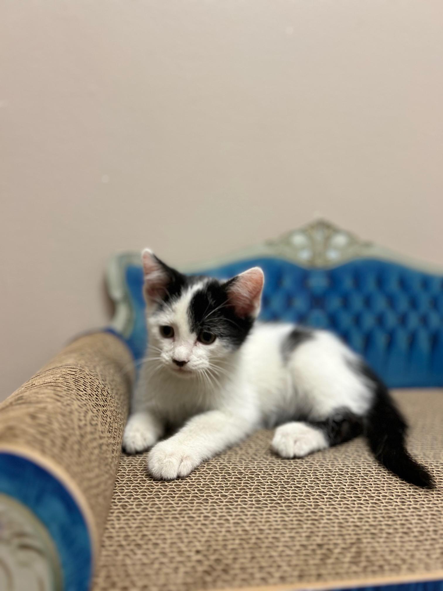 Brownie photo 3