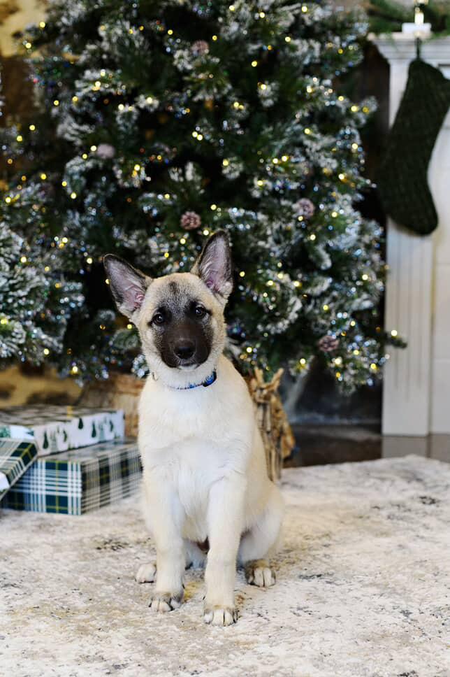 Thor, Adopted, Puppy Male Norwegian Elkhound.