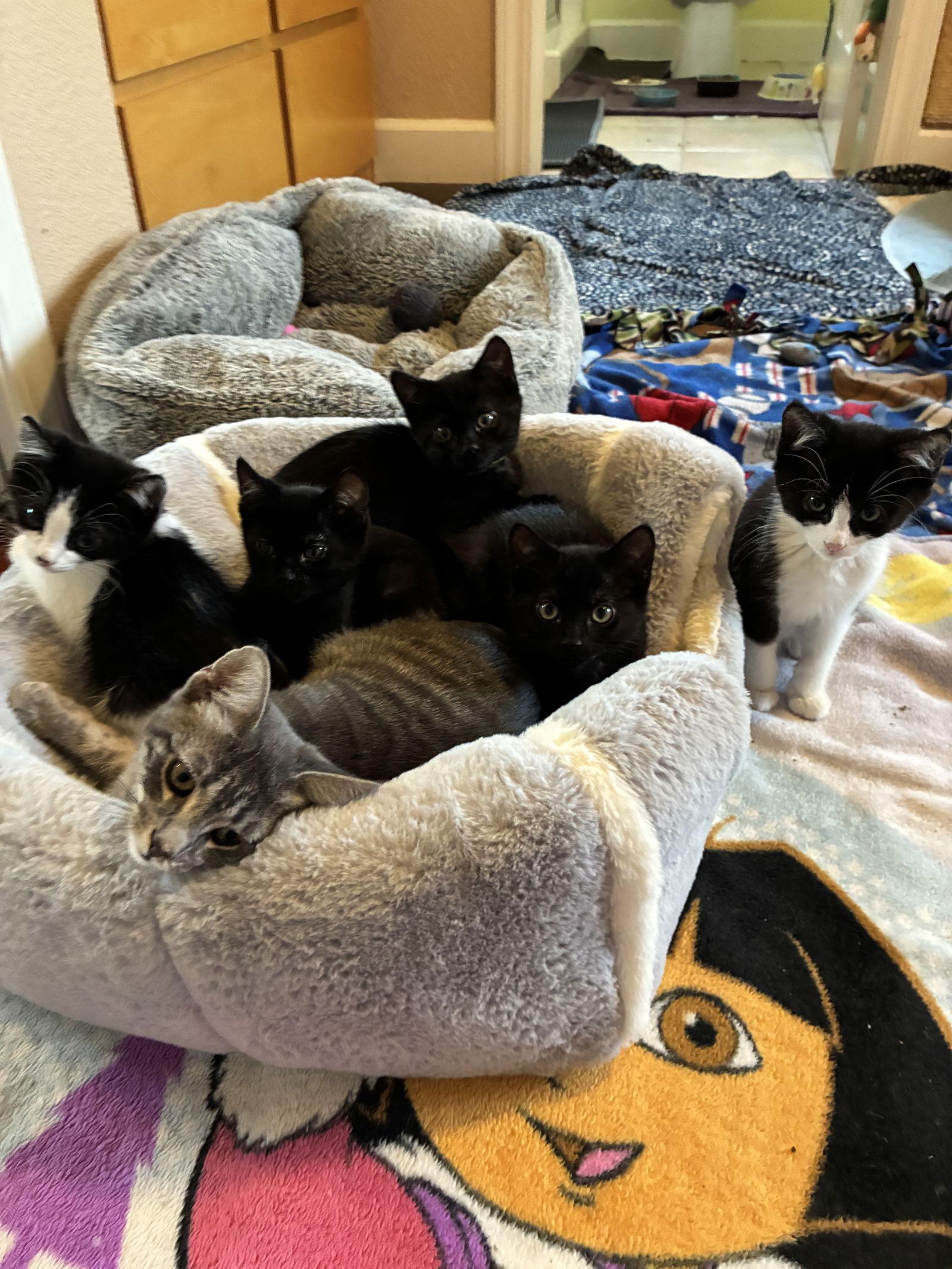 Rosalind Franklin, Adoptable, Young Female Domestic Short Hair.