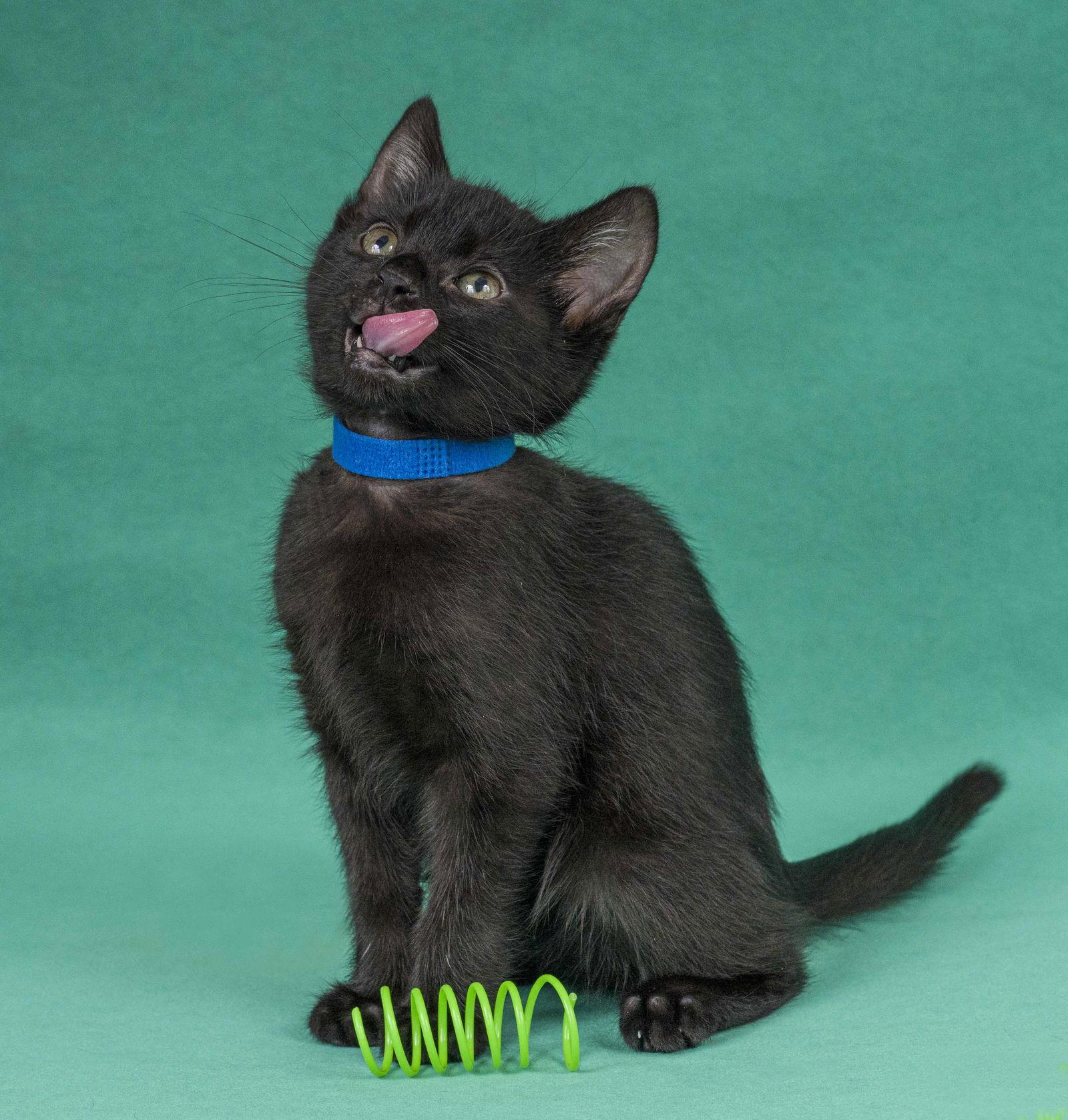 Enlarge Rosalind Franklin, a Adoptable Domestic Short Hair in Davis, CA image 2/3