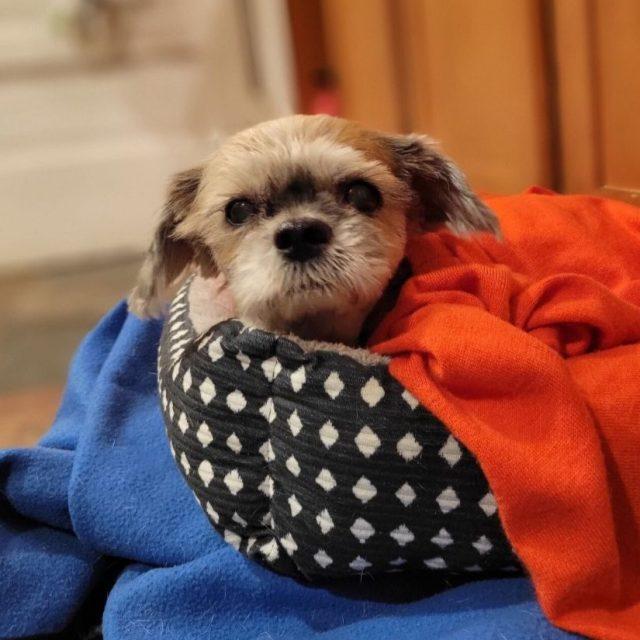 Dani, a Adoptable Lhasa Apso image 1/5