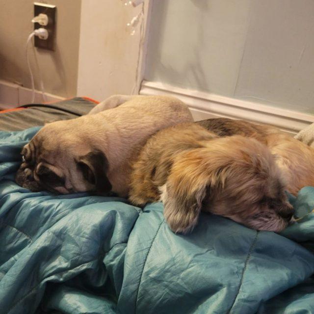 Dani, a Adoptable Lhasa Apso image 2/5